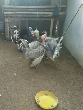 Kalkun jantan blue slate