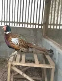 Ayam hias jantan dewasa ringneck pheasant