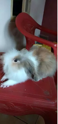 kelinci Fuzy Lop