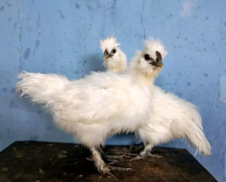 Ayam American Silky atau Ayam berbulu Kapas