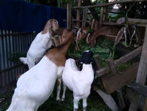 kambing 7 ekor