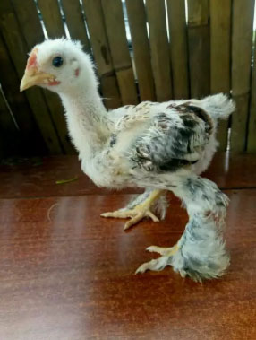 Ayam Brahma umur 2 minggu