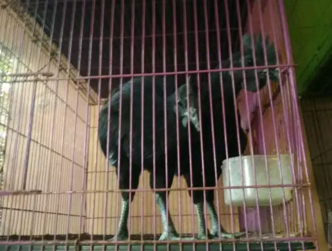 Ayam Cemani Jantan Remaja