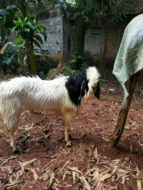 Kambing Pejantan Etawa Kaligesing