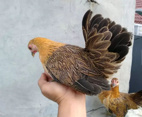 Ayam Kate Cerama