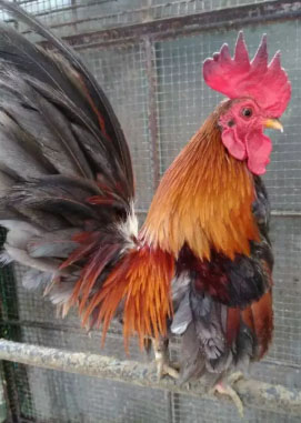 Ayam Kate 1 jantan 2 betina