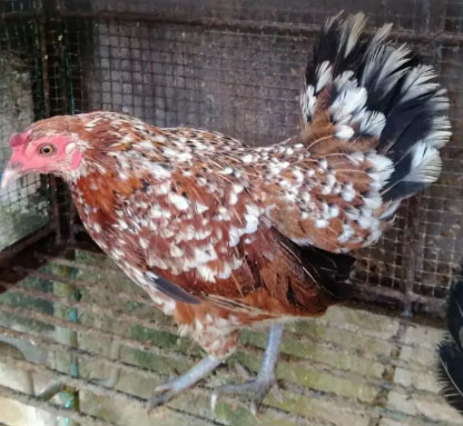 Ayam Kate 1 jantan 2 betina