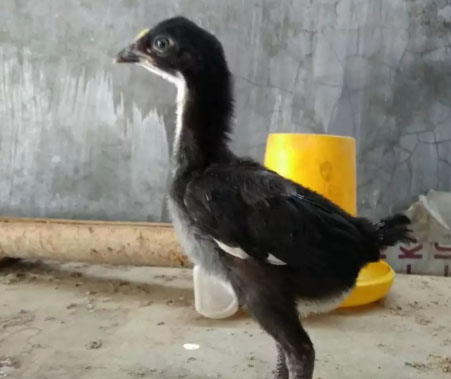 Ayam mabirkok Titanic jr (morena bl) Birma(morena bl) x birkok