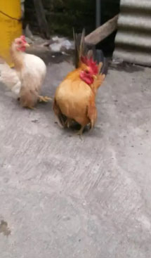 Ayam serama apel sepasang full set