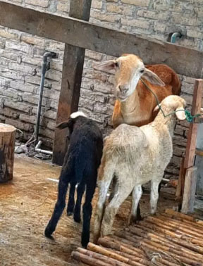 kambing biri2 induk kasar dan 2 anaknya jantan dan betina