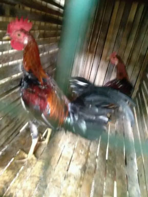 Ayam ketawa 2 ekor jantan