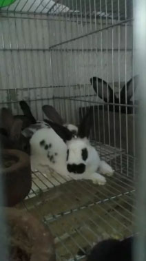 Anakan kelinci rex carpet