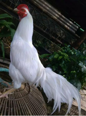 Ayam Bangkok putih