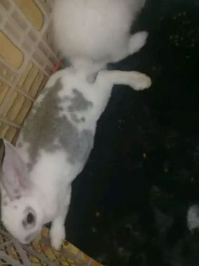 Kelinci rex karpet usia 4 bulan..