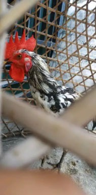 Ayam ketawa Disco/gretek