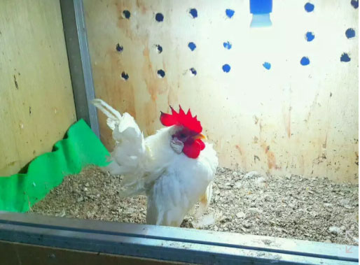 Ayam Serama Jantan untuk Pacek