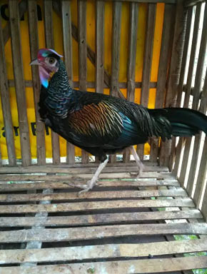 Ayam hutan jago jinak.