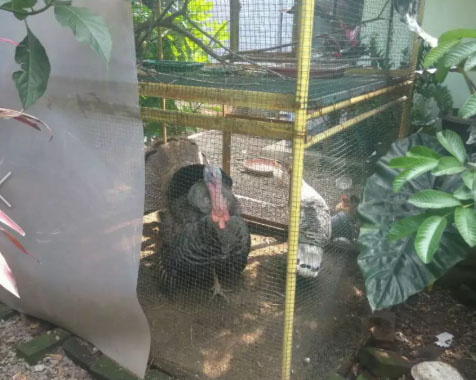 Kalkun sepasang