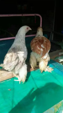 Sepasang ayam brahma usia 3 bulan lebih