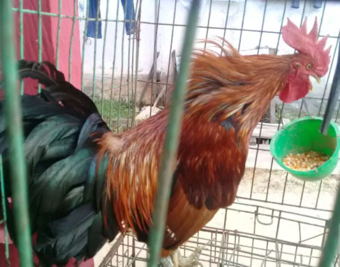 ayam ketawa