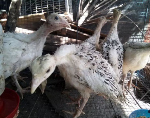 Anakan kalkun 6 ekor