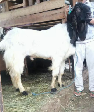 Kambing pe jantan TB hampir 100