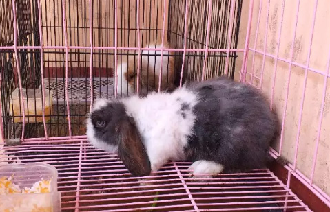 Kelinci Fuzzylop sepasang