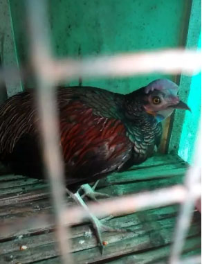 Ayam BEKISAR, jual murah aja.