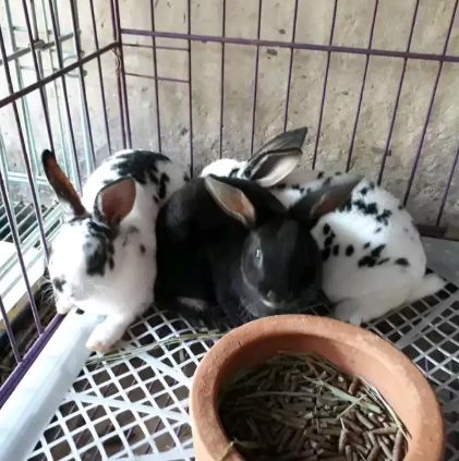 Kelinci minirex 2 bln