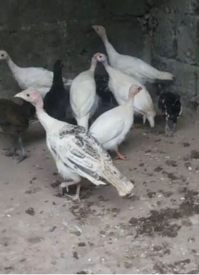 Ayam kalkun warna cerah