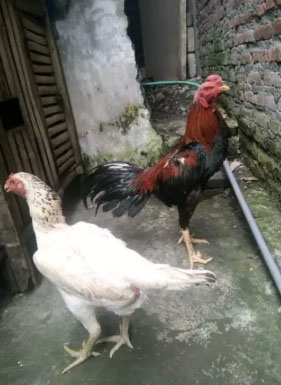 Ayam Bangkok sepasang