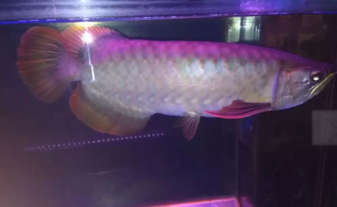 Ikan Arwana Red Banjar + Akuarium nya