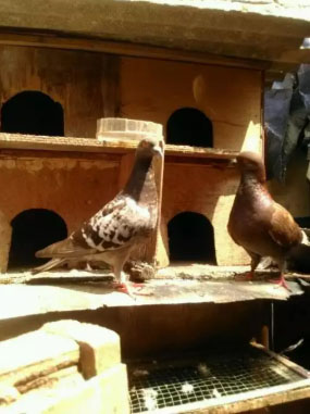 burung dara 4 pasang