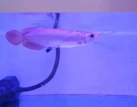 ikan Arwana Super Red 18cm