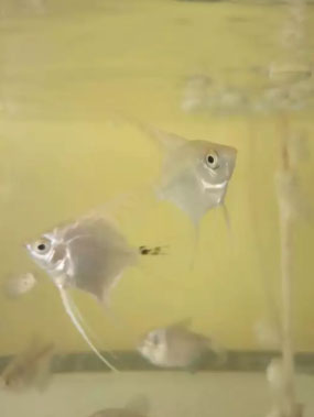 Ikan hias manfish [kolampino]