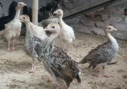 Anakan ayam kalkun sehat waras