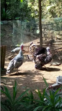 Kalkun dewasa sepasang