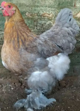 Ayam Brahma Induk sepasang