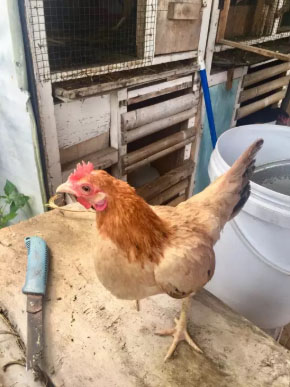 ayam kate betina siap bertelor