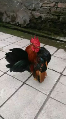 Ayam serama apel ori borongan full set