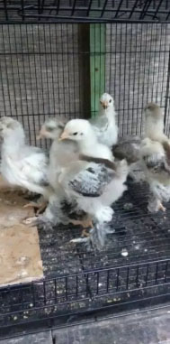Ayam Brahma usia 2bulan