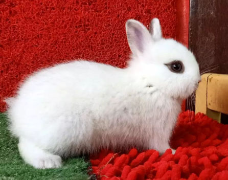 kelinci mini netherland dwarf
