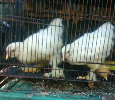 Ayam Giant Chocin Brewok x Brahma anakan