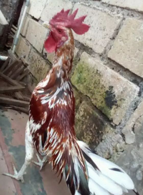 Ayam ketawa warna bagus spasang