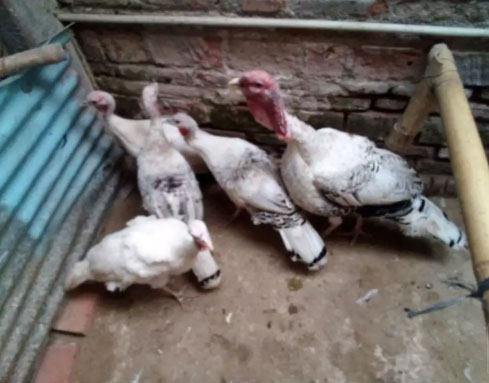 Kalkun royal palm ( ropal )