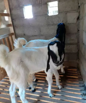 Bibit kambing jantan peranakan etawa