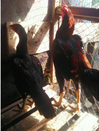 Dijual ayam bangkok ukuran 6 sepasang