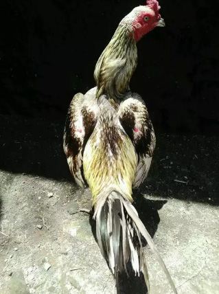 Ayam birma bangkok