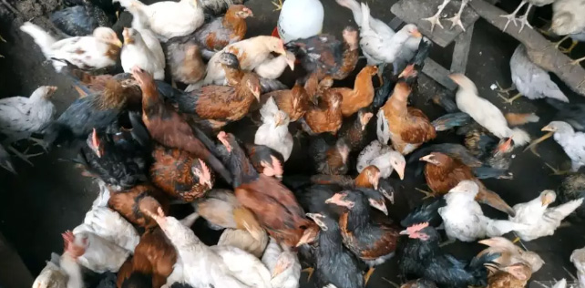 Ayam kampung super. Hidup atau dalam bentuk karkas