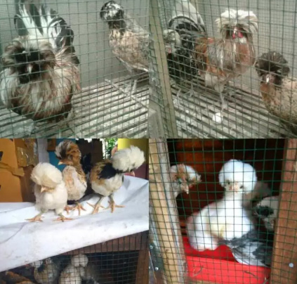 Ayam hias kalkun cemani poland mutiara brahma ketawa pelung PLG
